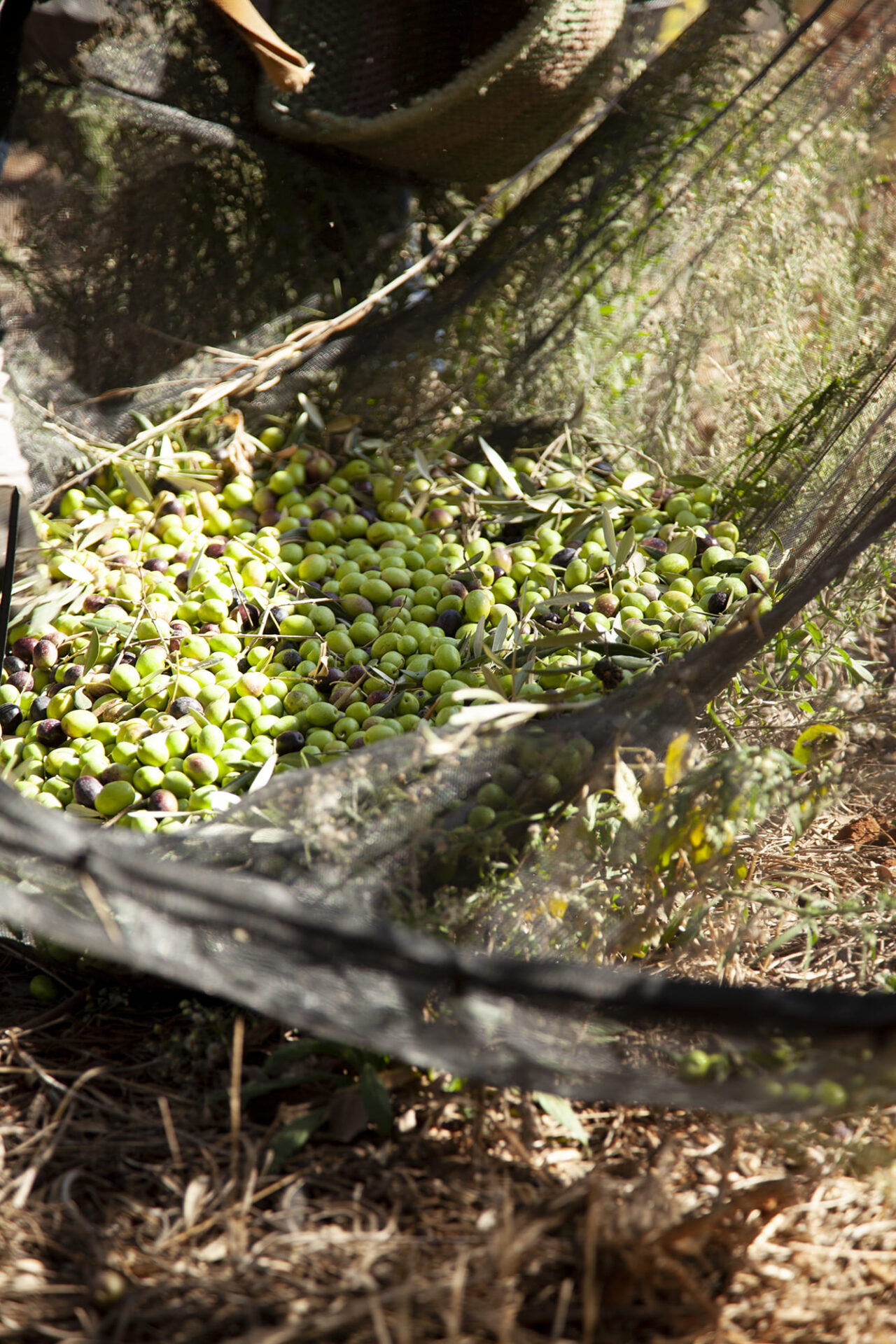 Some green olives